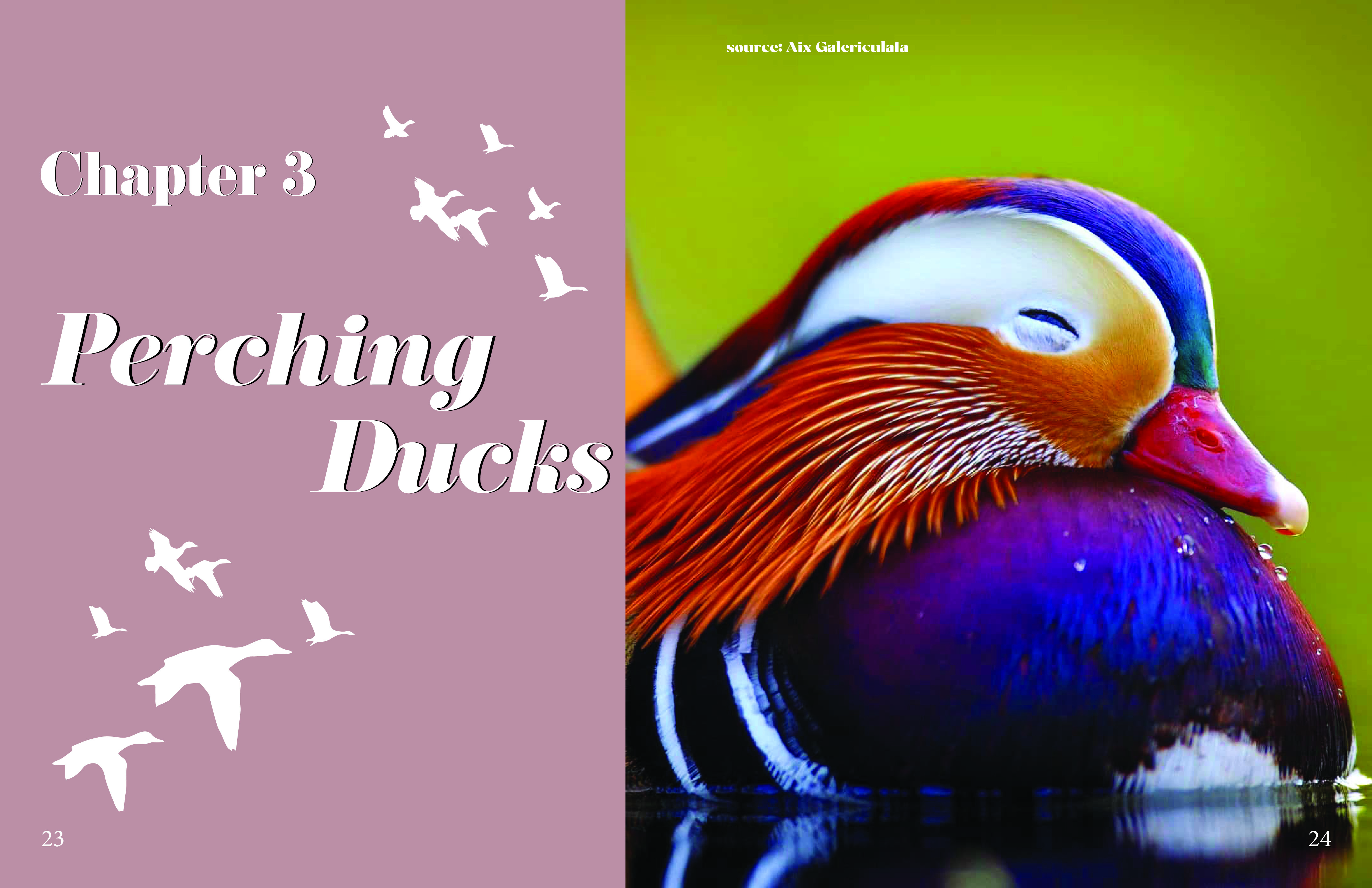 Duck-O-Pedia final outcome image 2 of 3