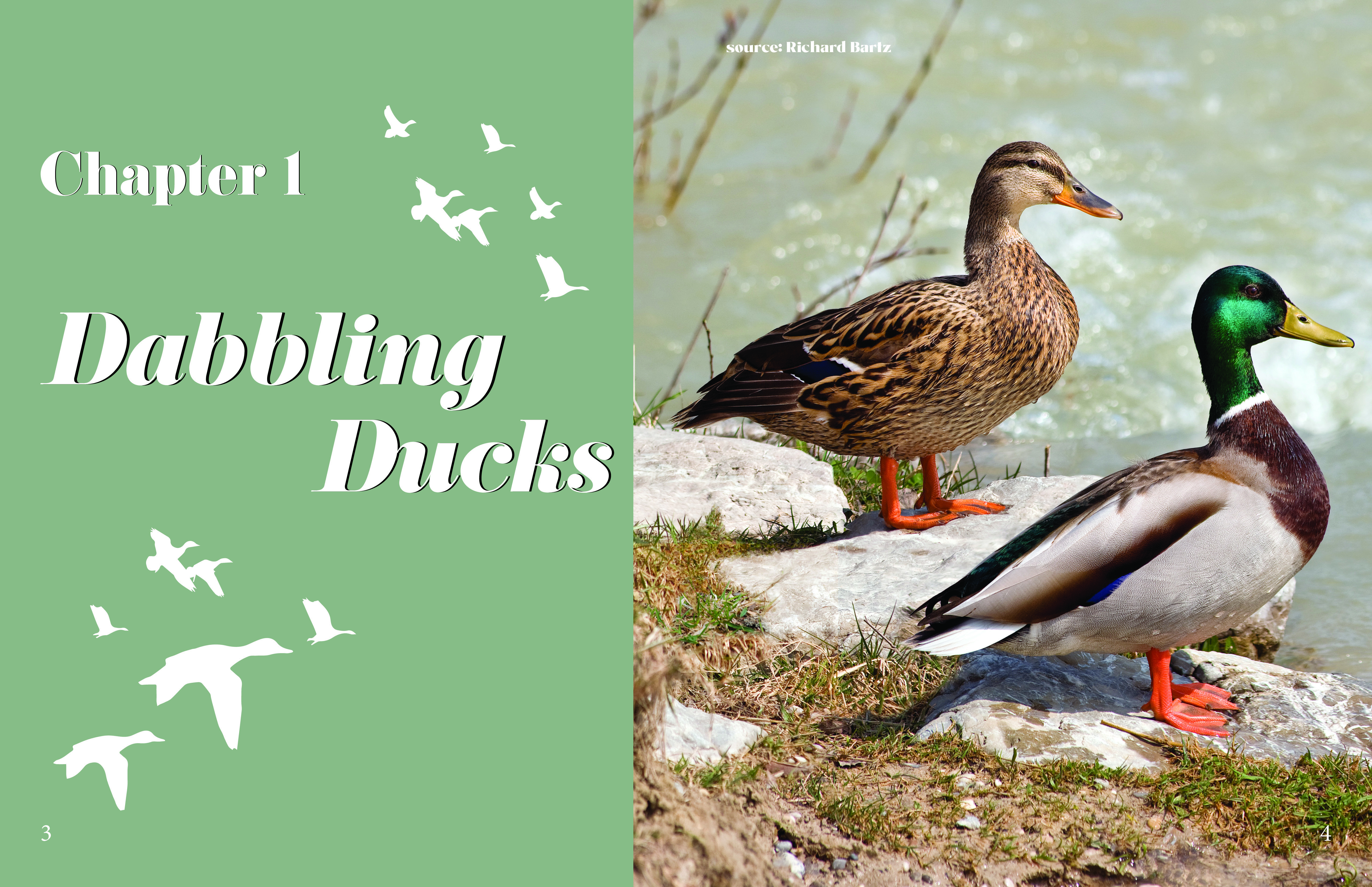 Duck-O-Pedia full spread image 1 of 2