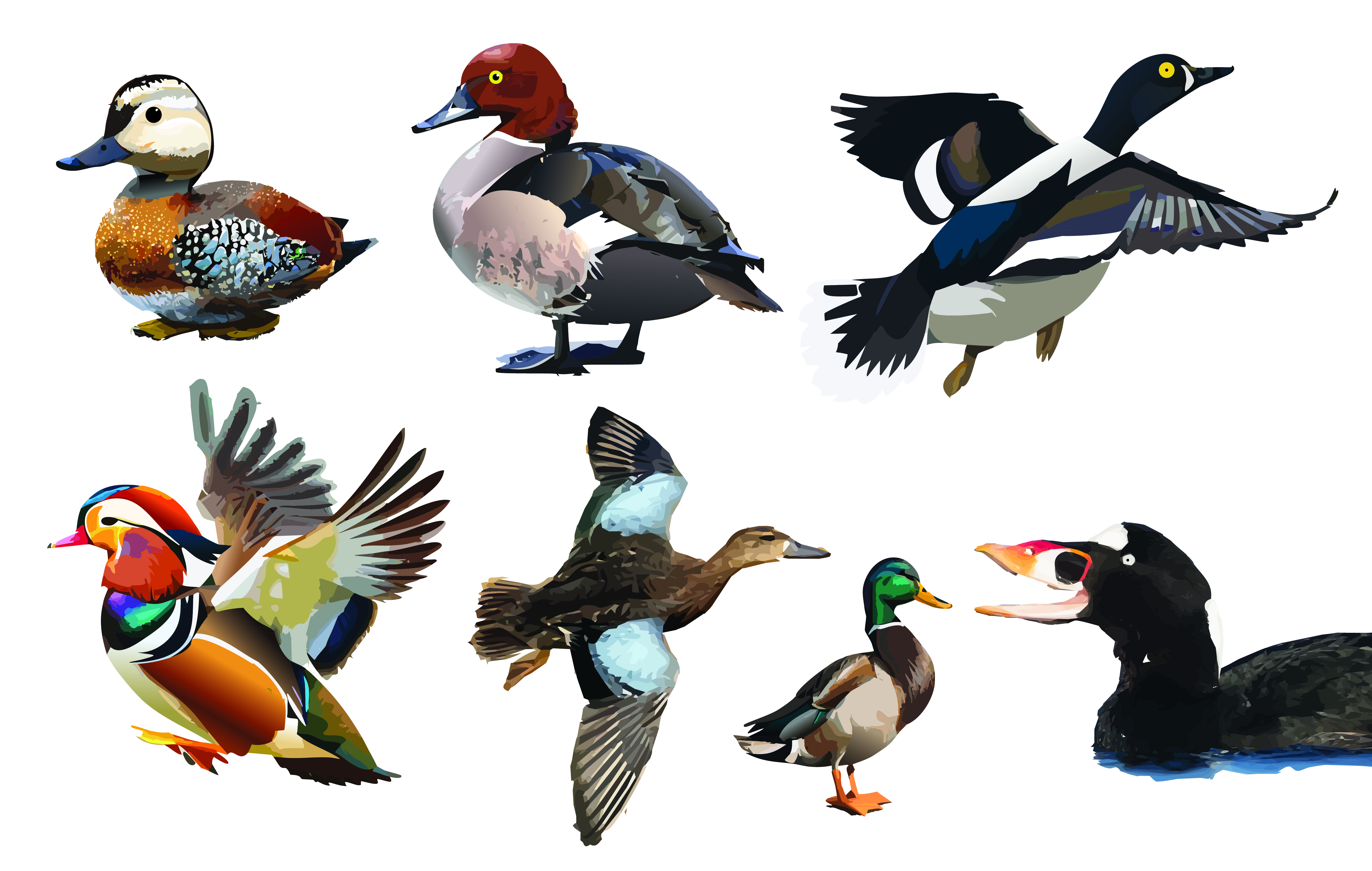 Duck-O-Pedia process image 2 of 3